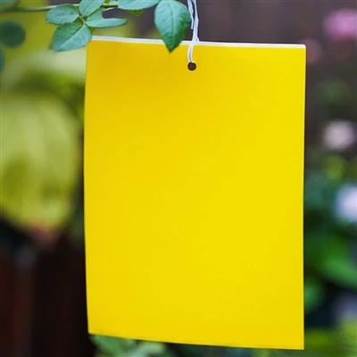 Onko Fruit Fly Sticky Trap -ansa hyödyllinen lentävien hyönteisten torjunnassa?
